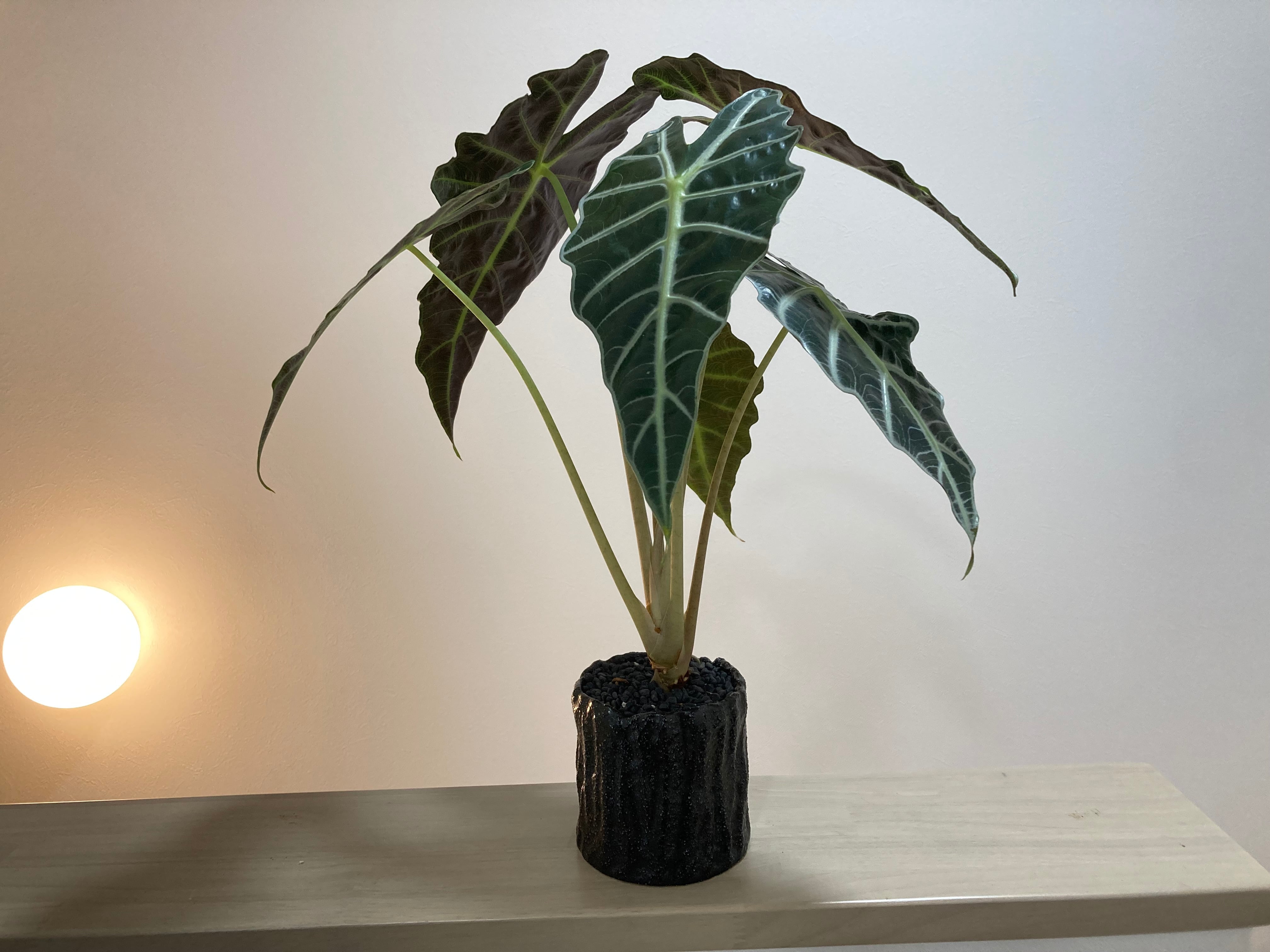 アロカシア アマゾニカドワーフ 陶器鉢 化粧石 | YR Life Plants