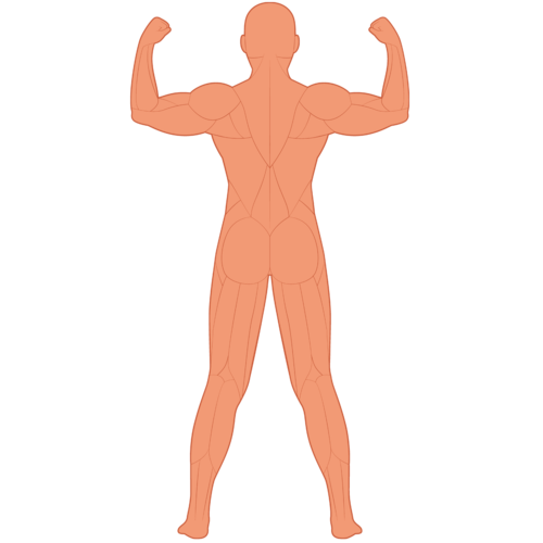 人体筋肉図背面