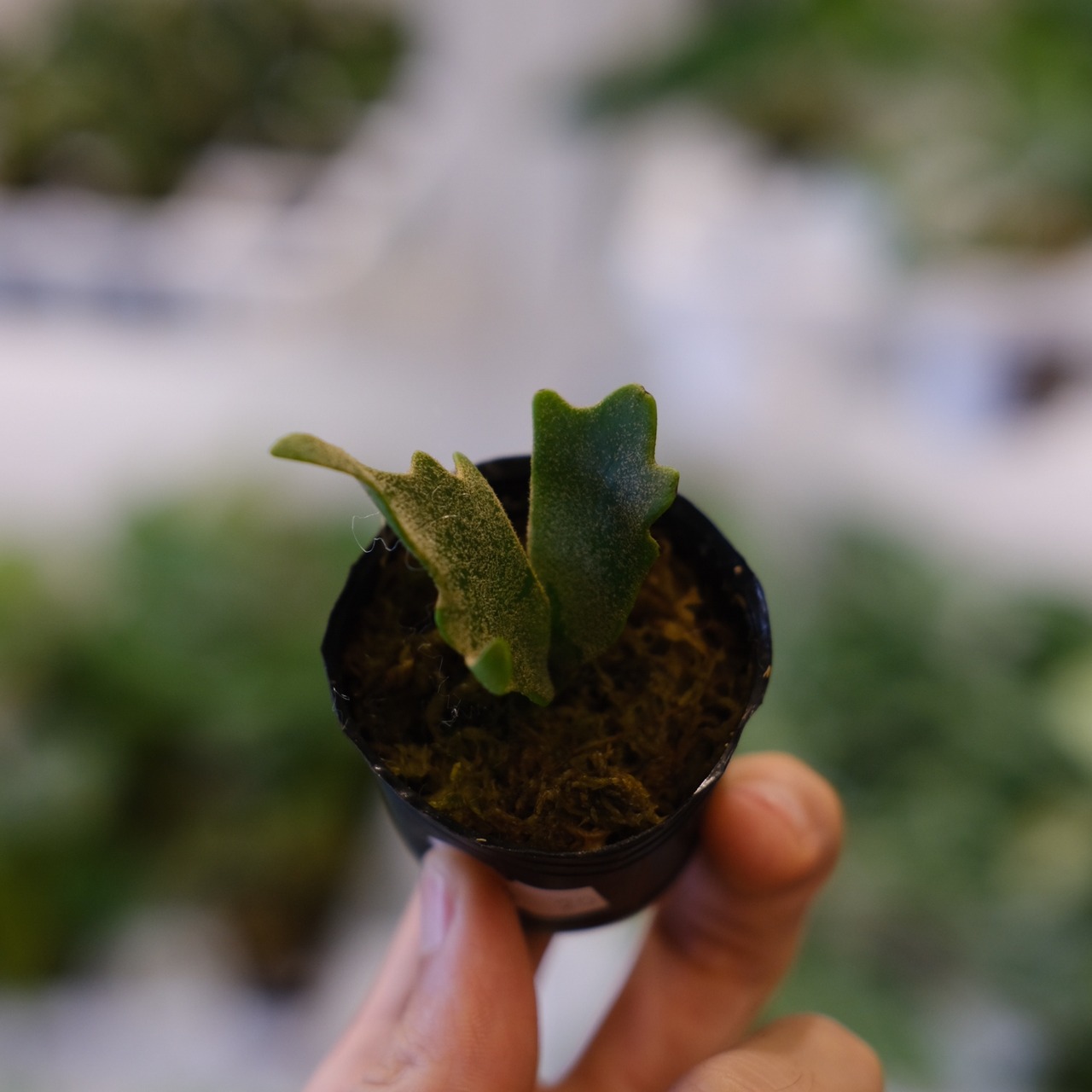 P.willinckii 'Bacteria' / ビカクシダ ウィリンキー バクテリア③ / 観葉植物<育て方・花言葉>