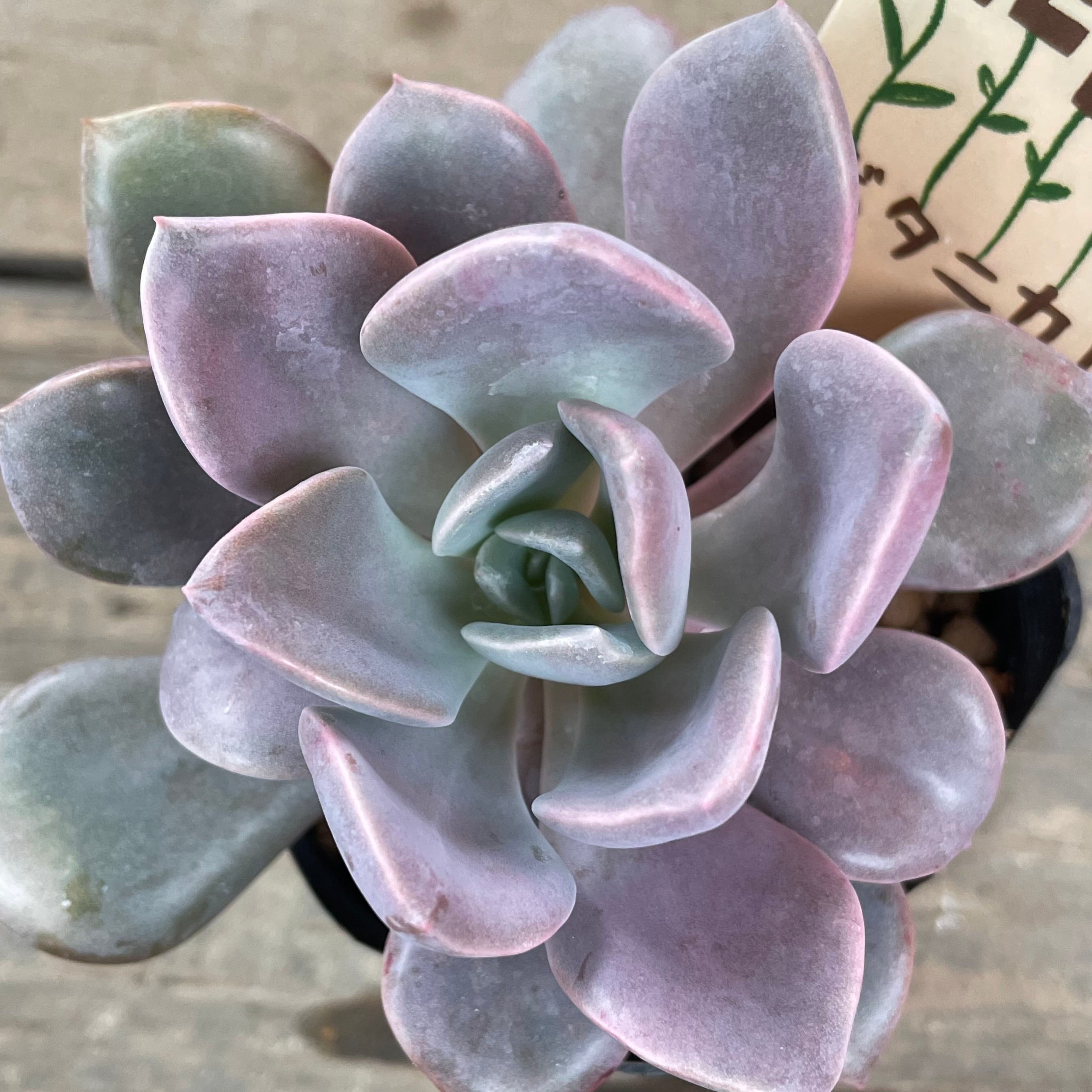 デビー | RuPo 多肉植物専門店