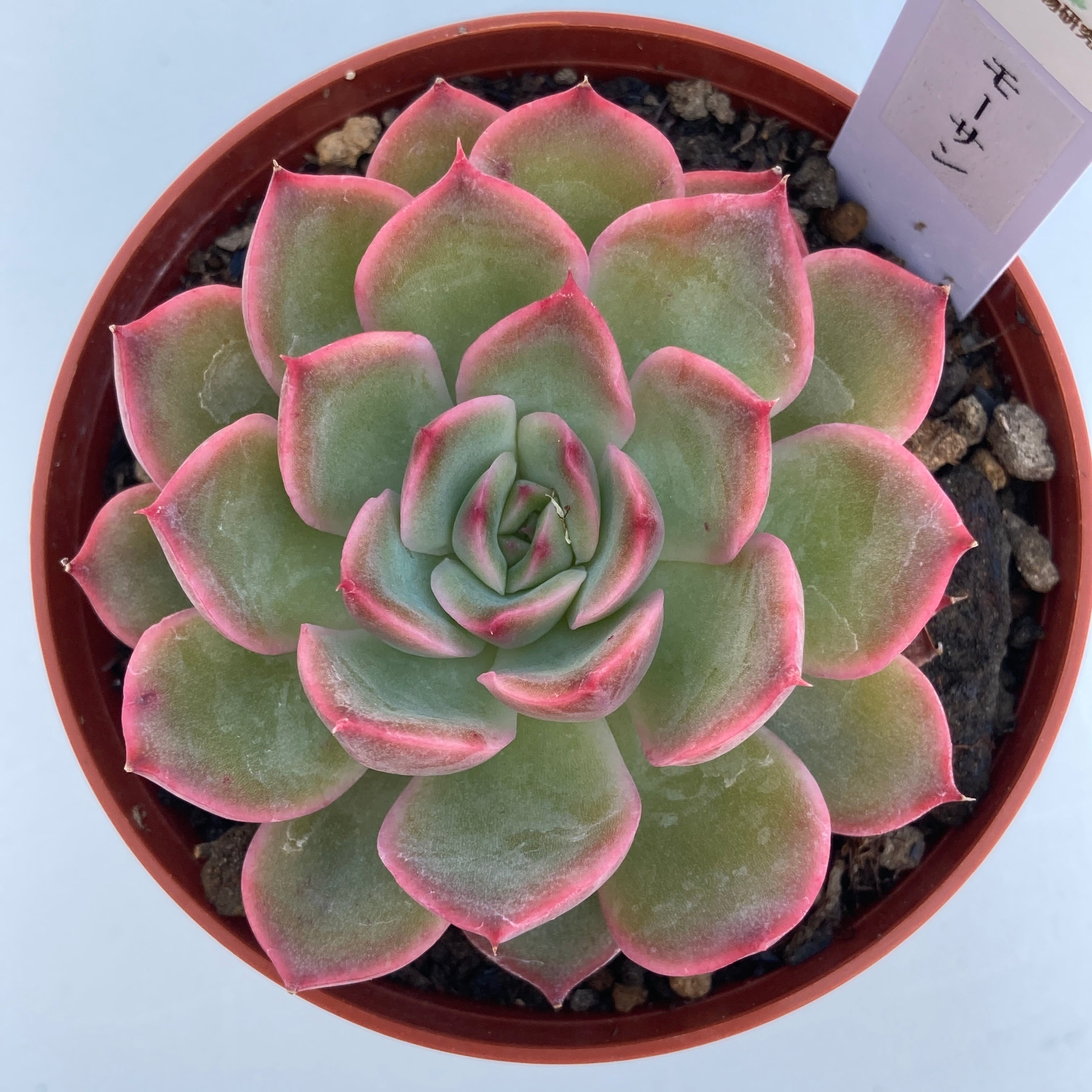 fee1e7a320375dd7903e084ceb4d57