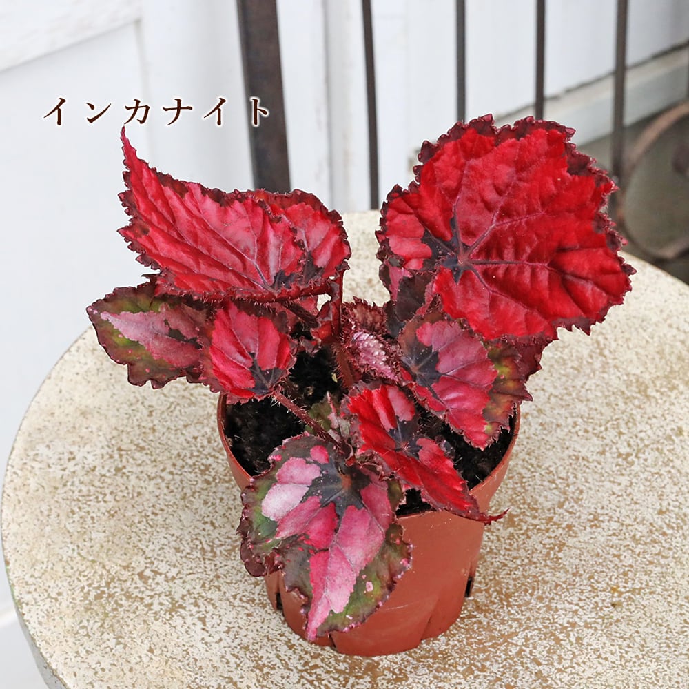 観葉植物 レックスベゴニア ビリーフシリーズ 3.5号 個性的 カラフル