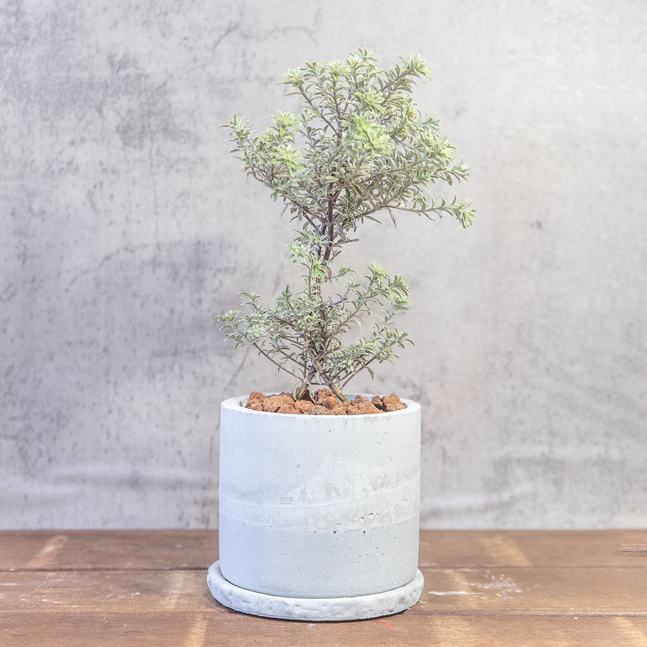 銀葉の美しさ、シルバーの輝き。手づくりモルタル鉢で届けるウエストリンギア・スモーキー。洗練された一鉢、こだわり抜いた一鉢を。■虫発生抑制【全国一律送料850円】