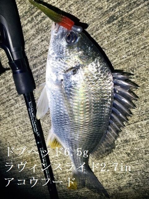 ジャックナカムラワーム ラヴィンスライド2.7in ケイムラカラー