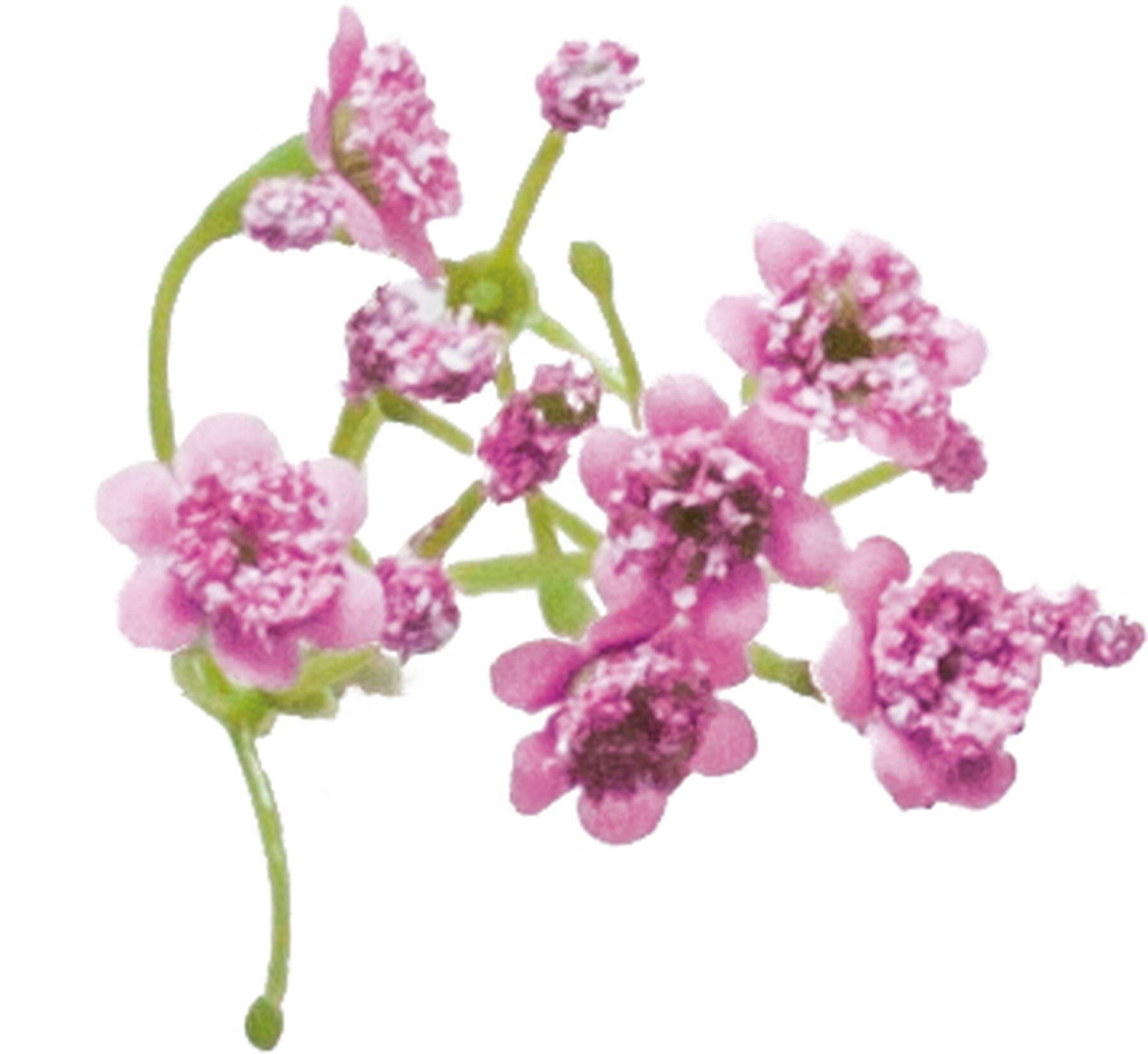 カスミソウパック　ピンク系　FBC-8184P　4961823793479　造花（アーティフィシャルフラワー） > 定番造花フラワー（素材）