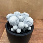 Mammillaria herrerae【マミラリア・白鳥】with Maceta pot