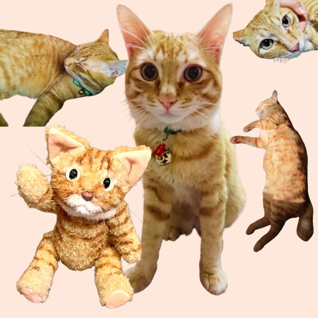 ぬいねこ オーダーのご案内 | 猫のぬいぐるみ、ぬいねこのお店 nano