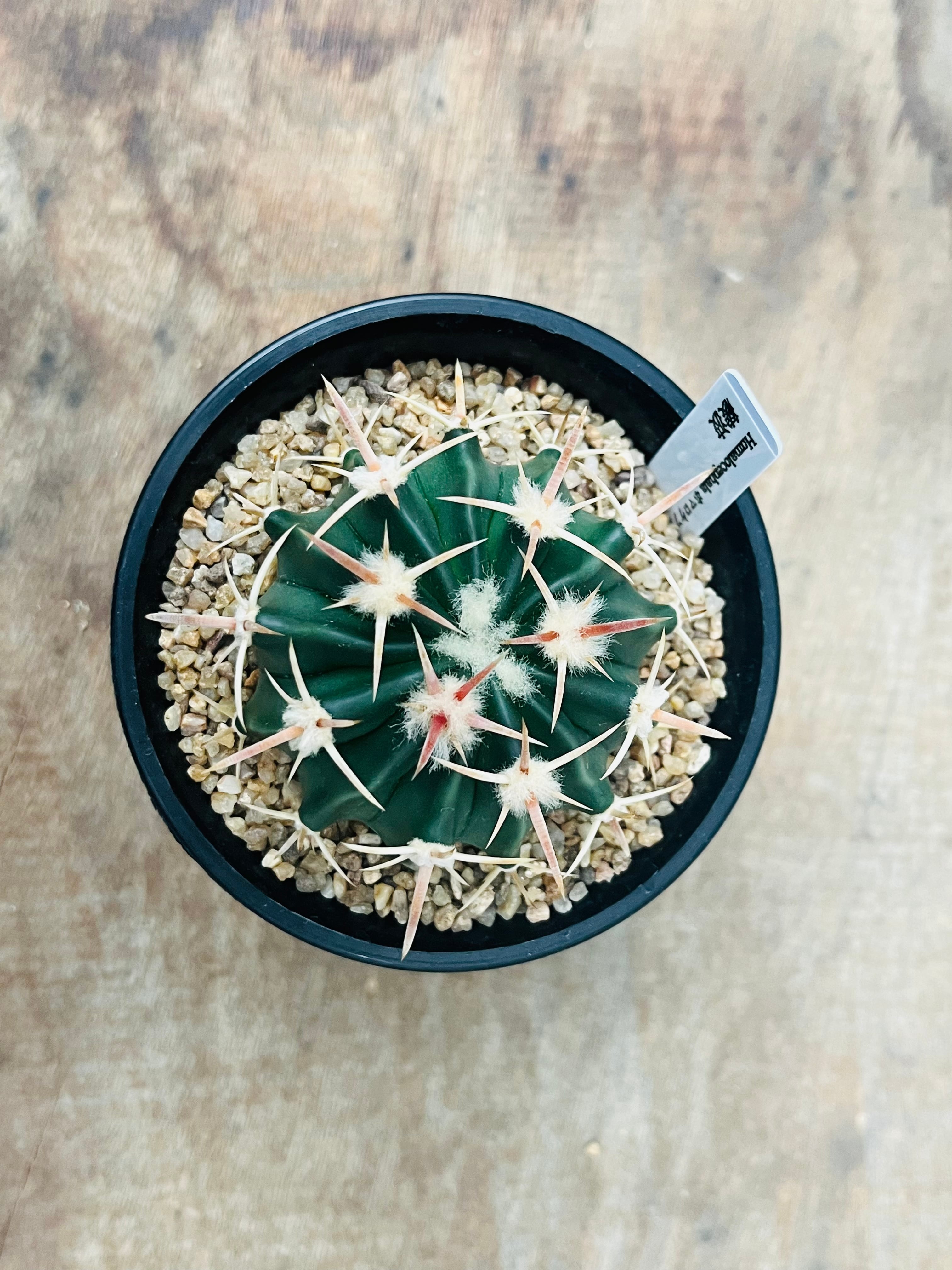 Echinocactus texensis エキノカクタス 綾波 サボテン | plants MARU