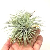 チランジア　アルゲンテア【201】