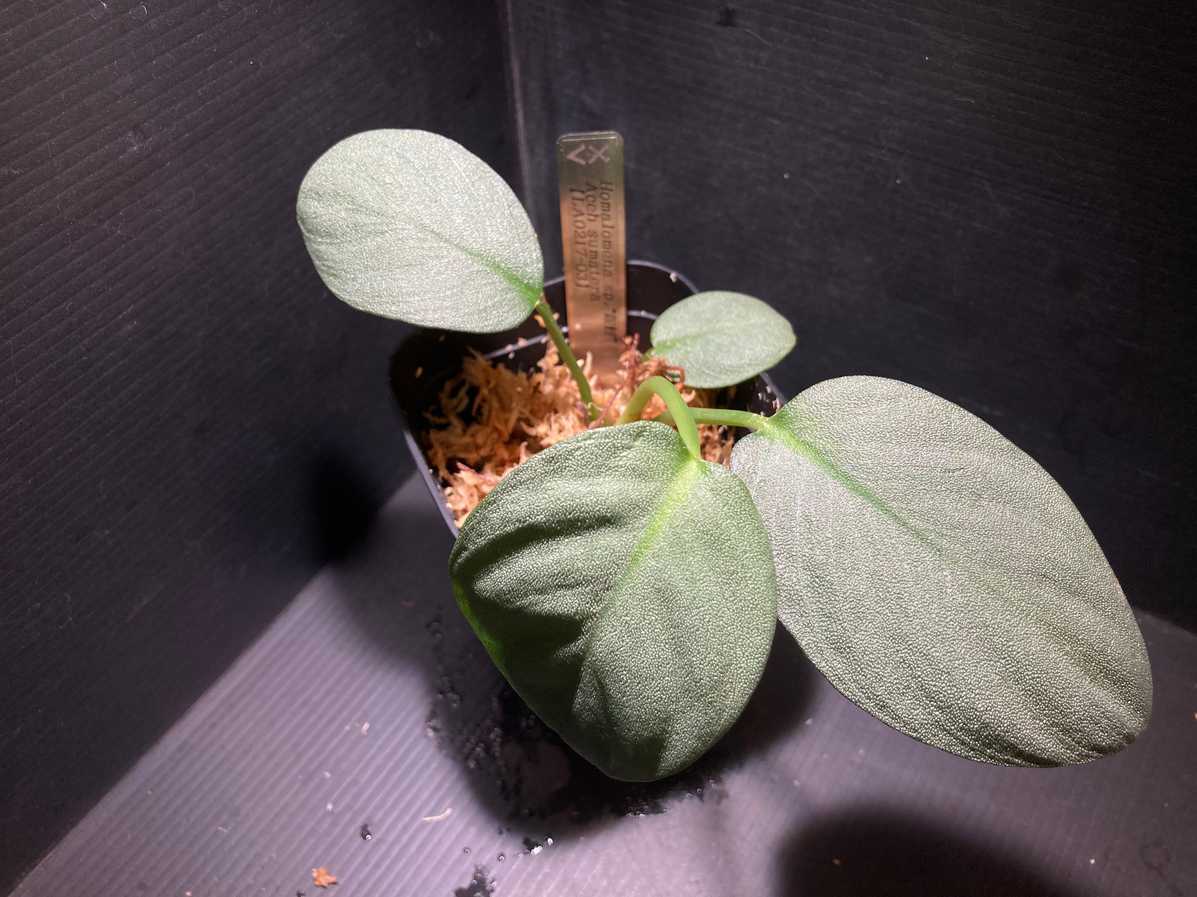 ホマロメナ | AquaFocus