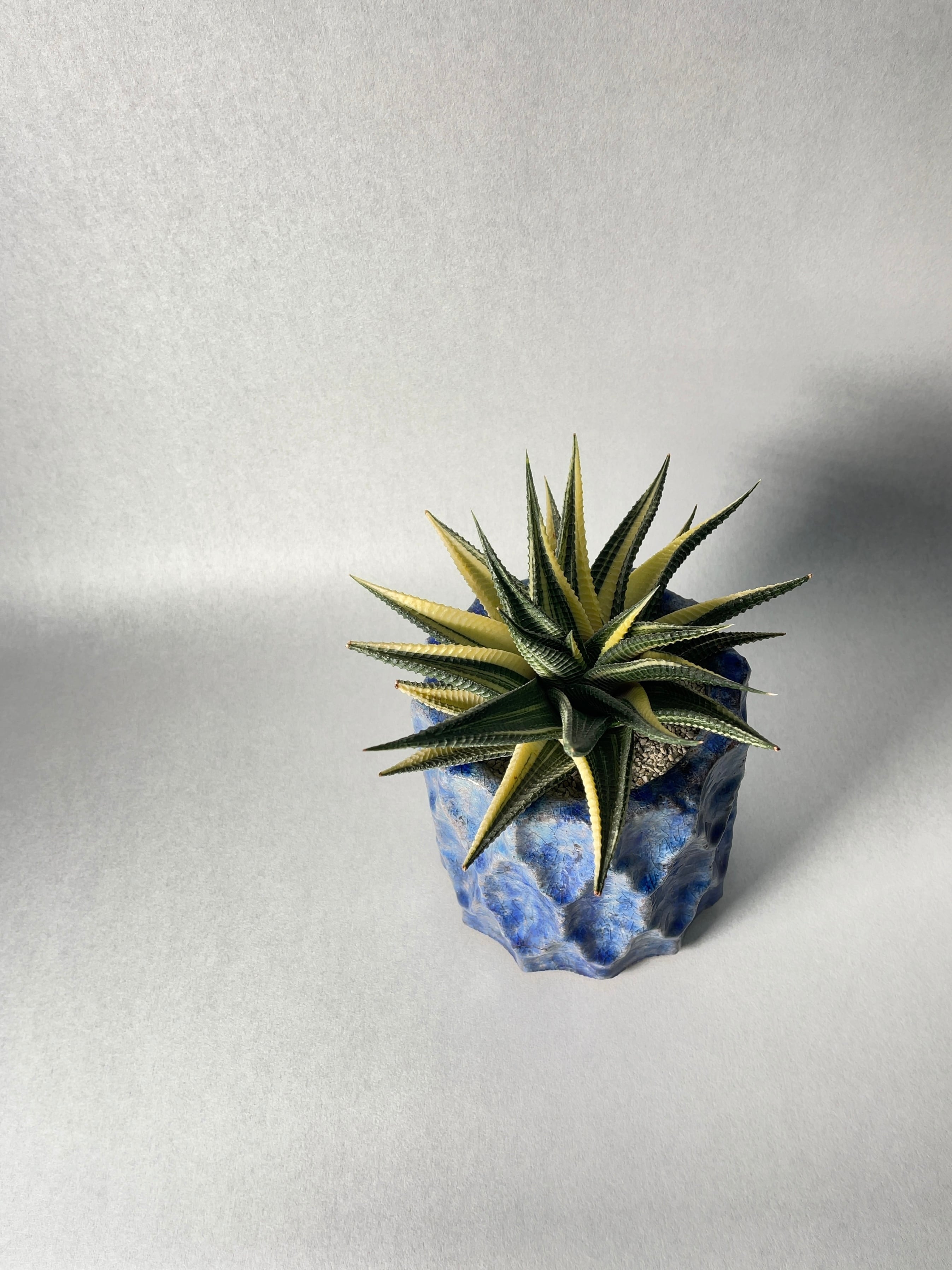 ハオルチア・瑠璃殿錦 | trigger