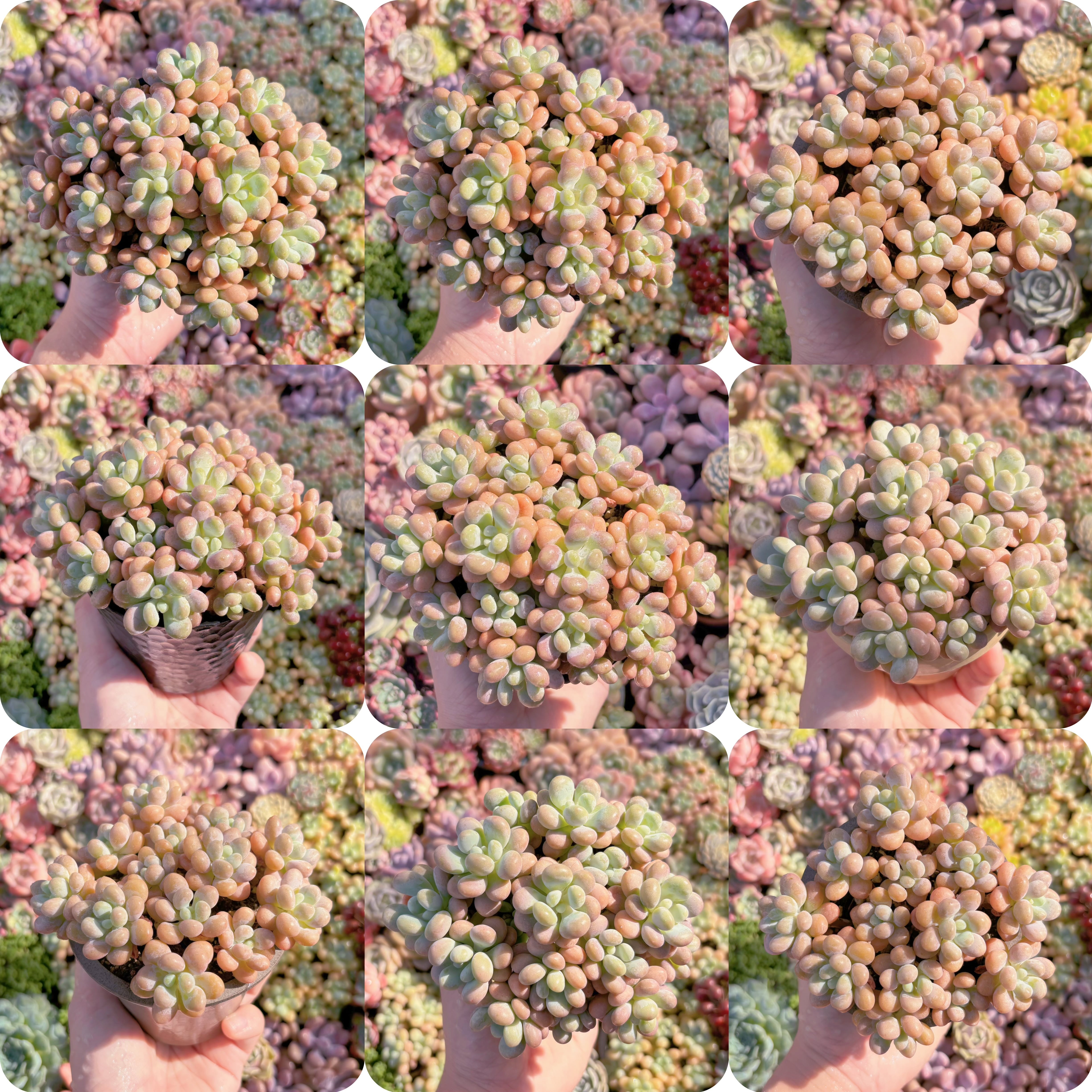 多肉植物　ぷる珠　群生　新入荷　るる農園