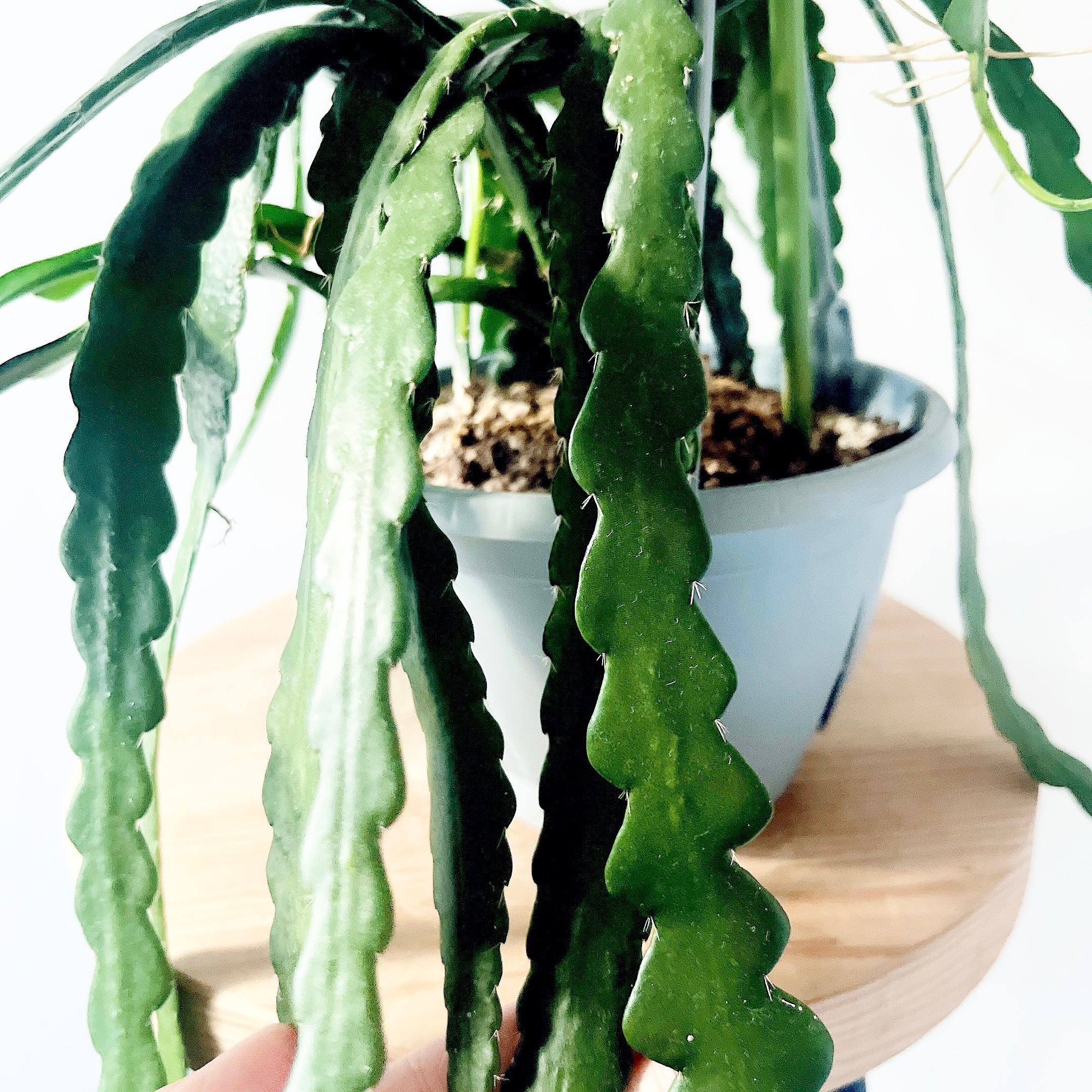 ユニークな葉姿＊フィッシュボーンカクタス＊人気商品【calm cafe