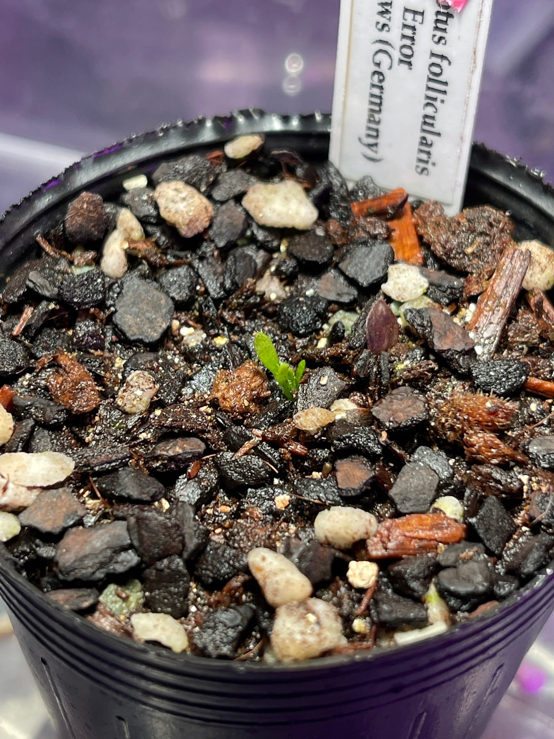 Cephalotus follicularis Error GJ セファロタスフォリキュラ Cephalotus follicularis Error GJ セファロタスフォリキュラ