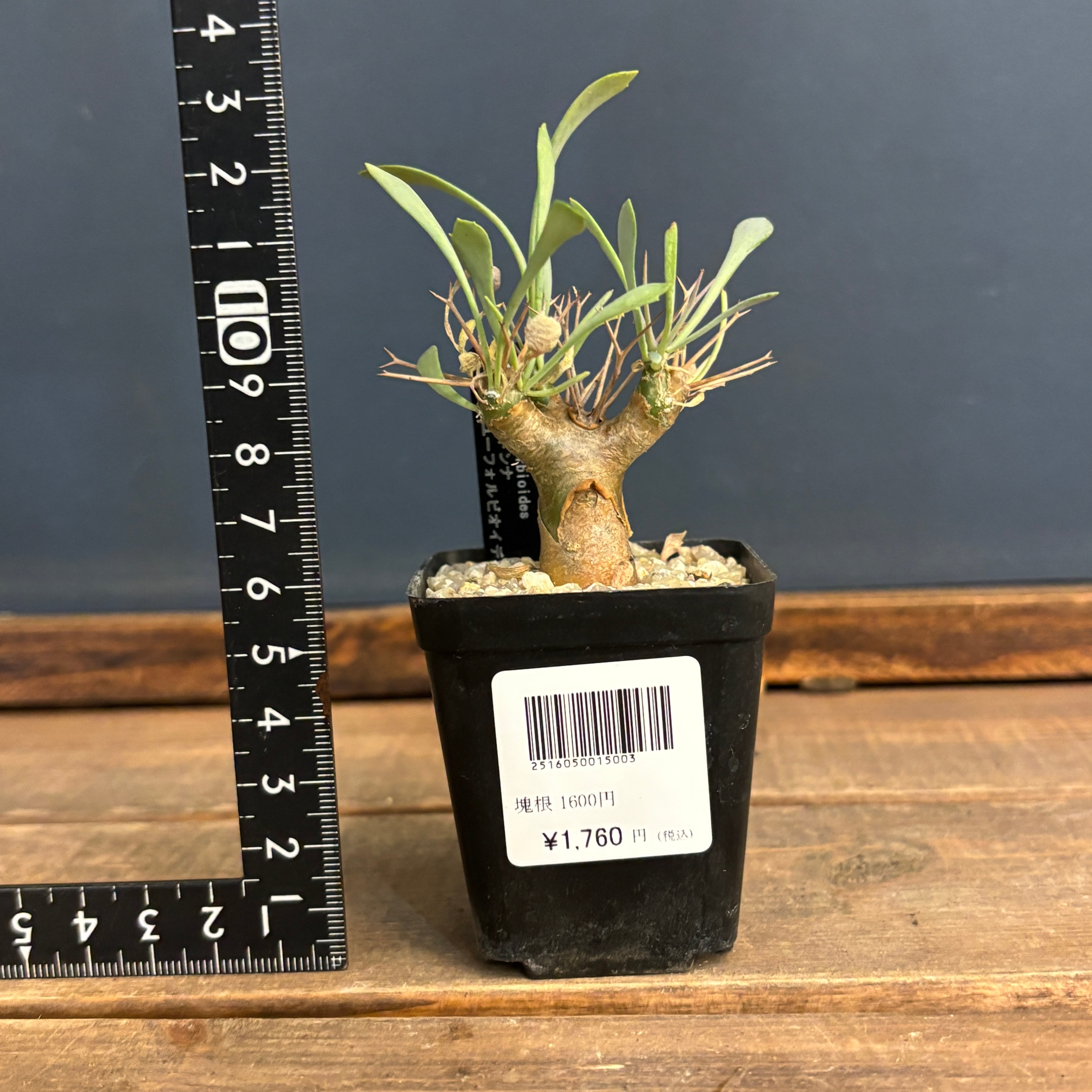 オトンナ ユーフォルビオイデス【998】 | PROTOLEAF プロトリーフ