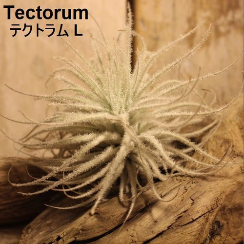 エアプランツ Tectorum L
