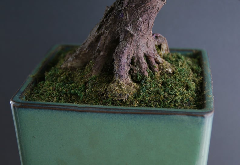 盆栽 葡萄 Grape Tree Bonsai #5 | Oh! BONSAI