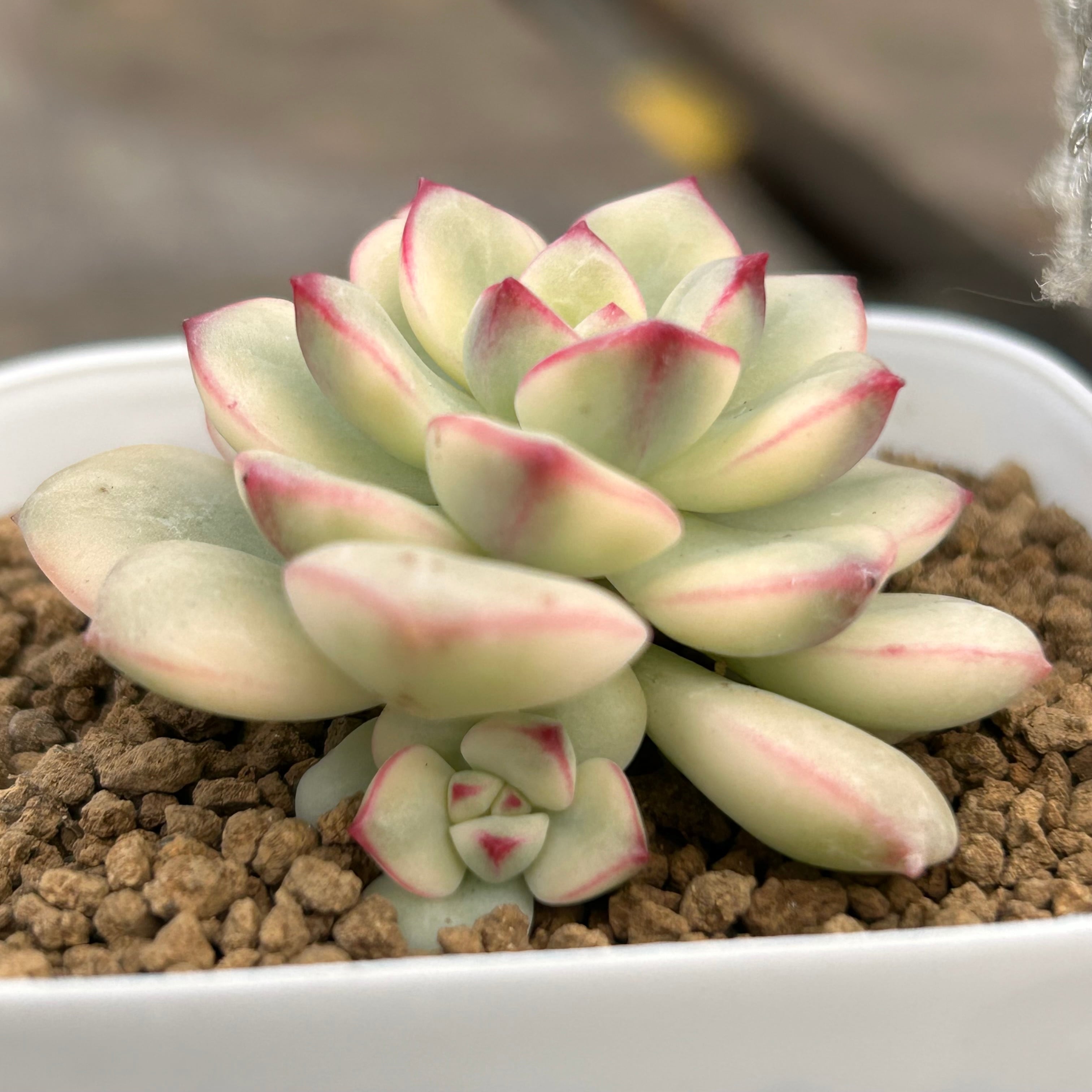 T)タンゴ錦 | RuPo 多肉植物専門店