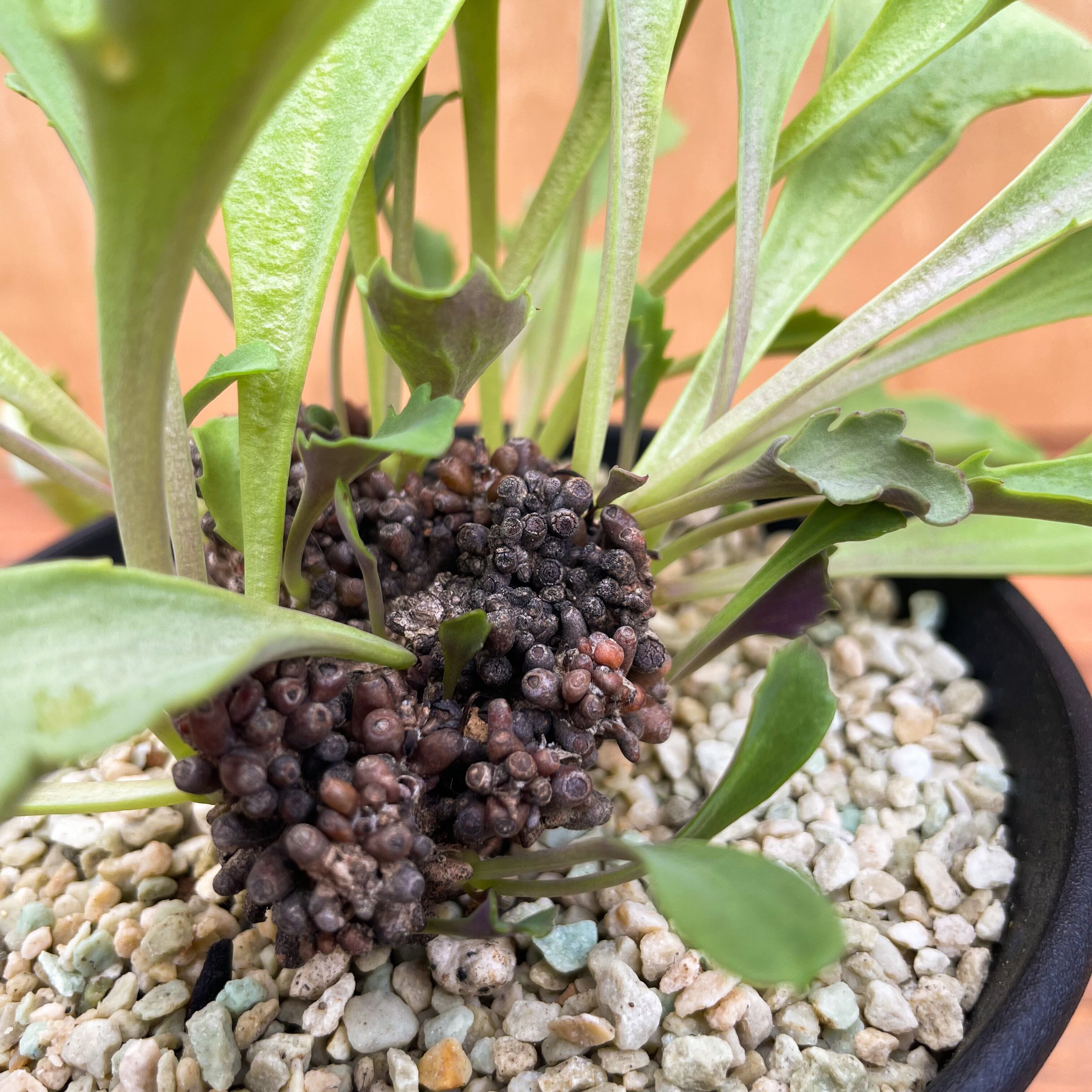 Othonna armiana【オトンナ・アルミアナ】 | RIMO'S GREEN 【Saboten