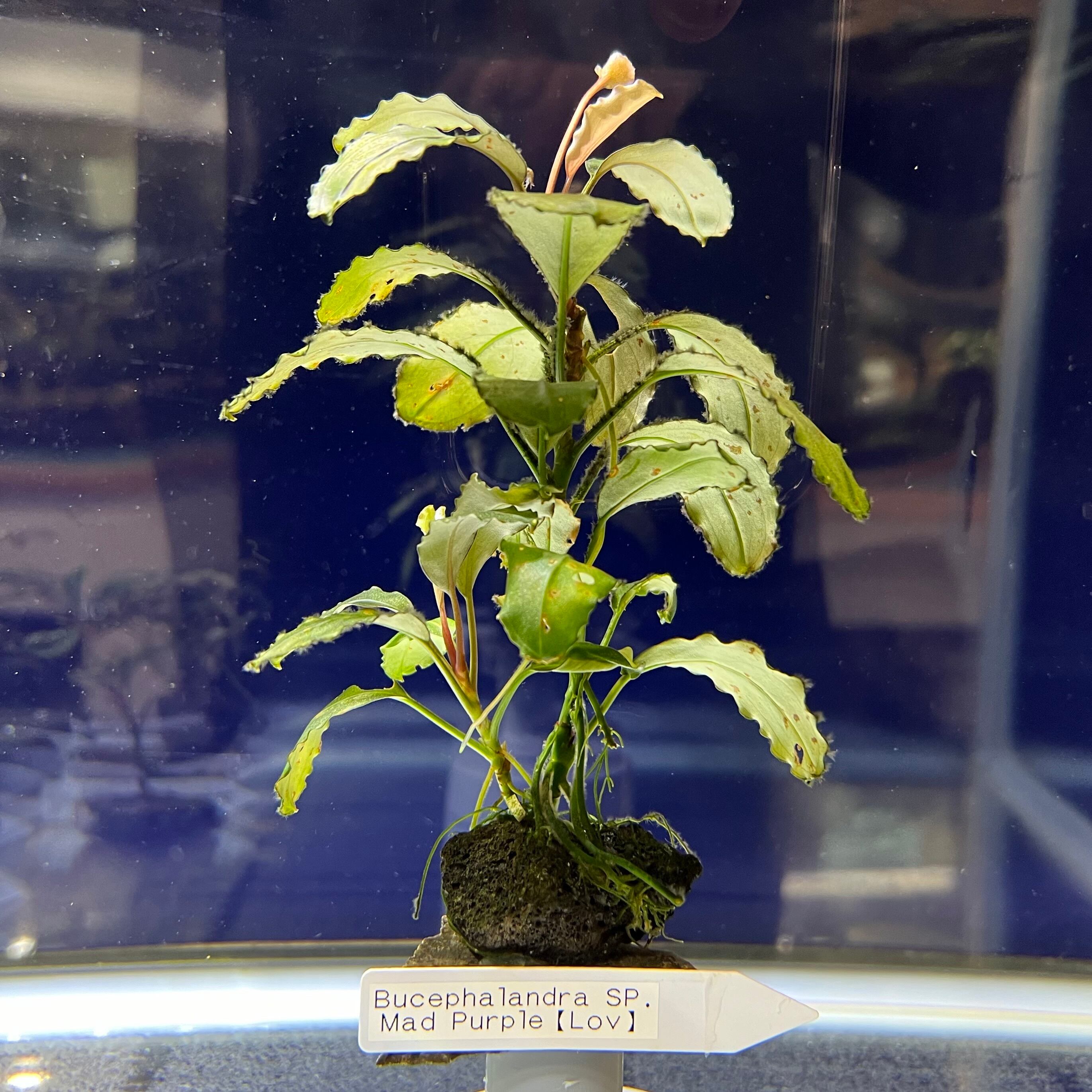 Bucephalandra sp. Moonlight Bucephalandra Moonlight Silver