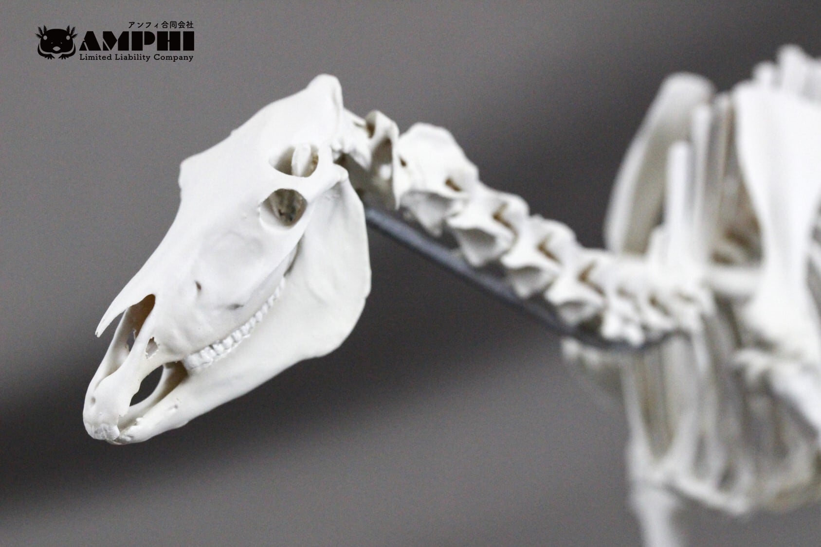 アンフィ合同会社