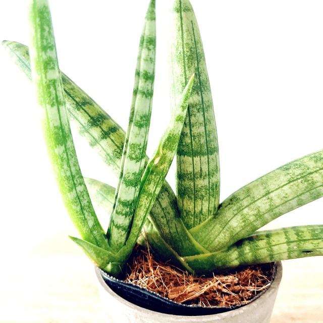 《人気》サンスベリア ボンセレシス 観葉植物 calm cafe