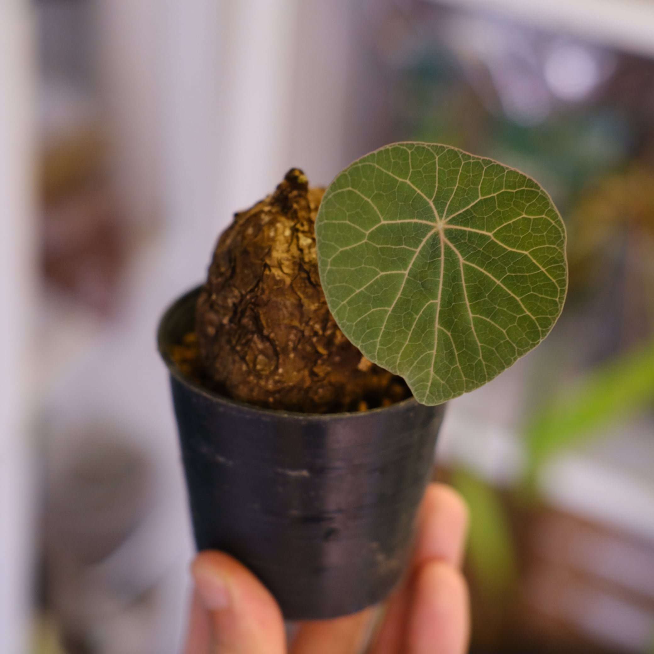 1~￥4,999 | tokyoplants (トーキョープランツ)｜希少な観葉植物専門店