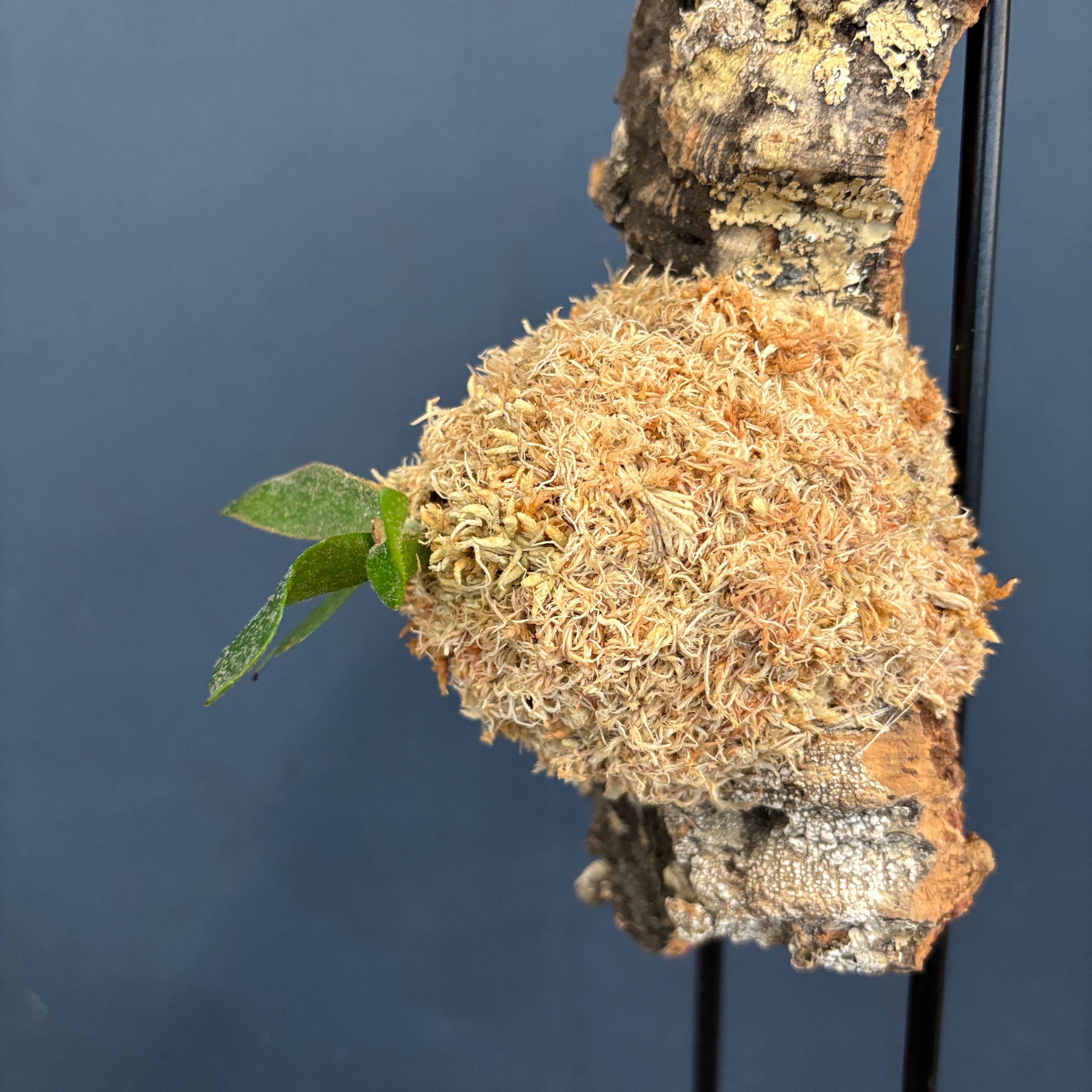 P. willinckii bacteria spore ビカクシダ　コルク P. willinckii bacteria spore ビカクシダ コルク ビカクシダ