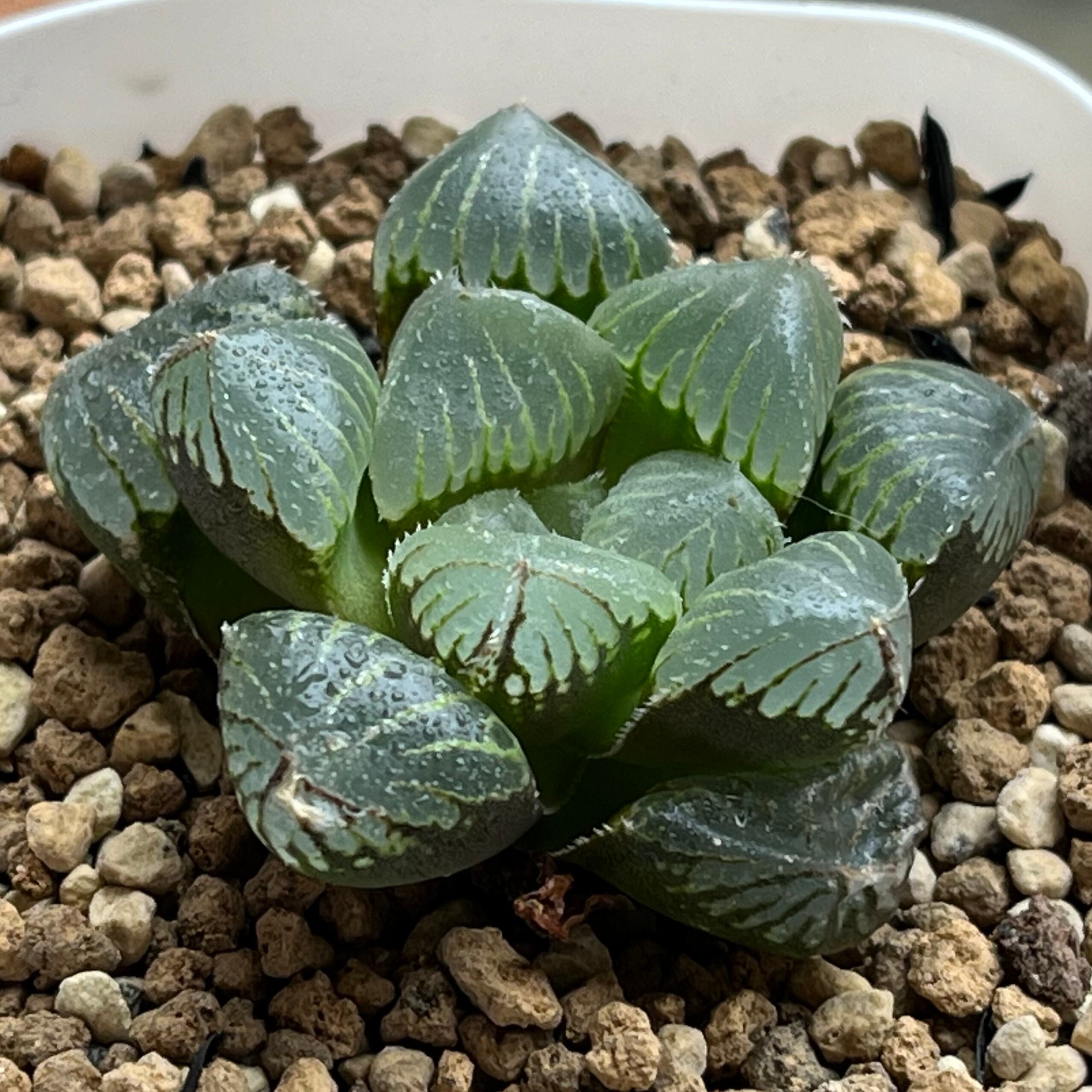 ハオルチア 三仙寿錦 | mocono_plants