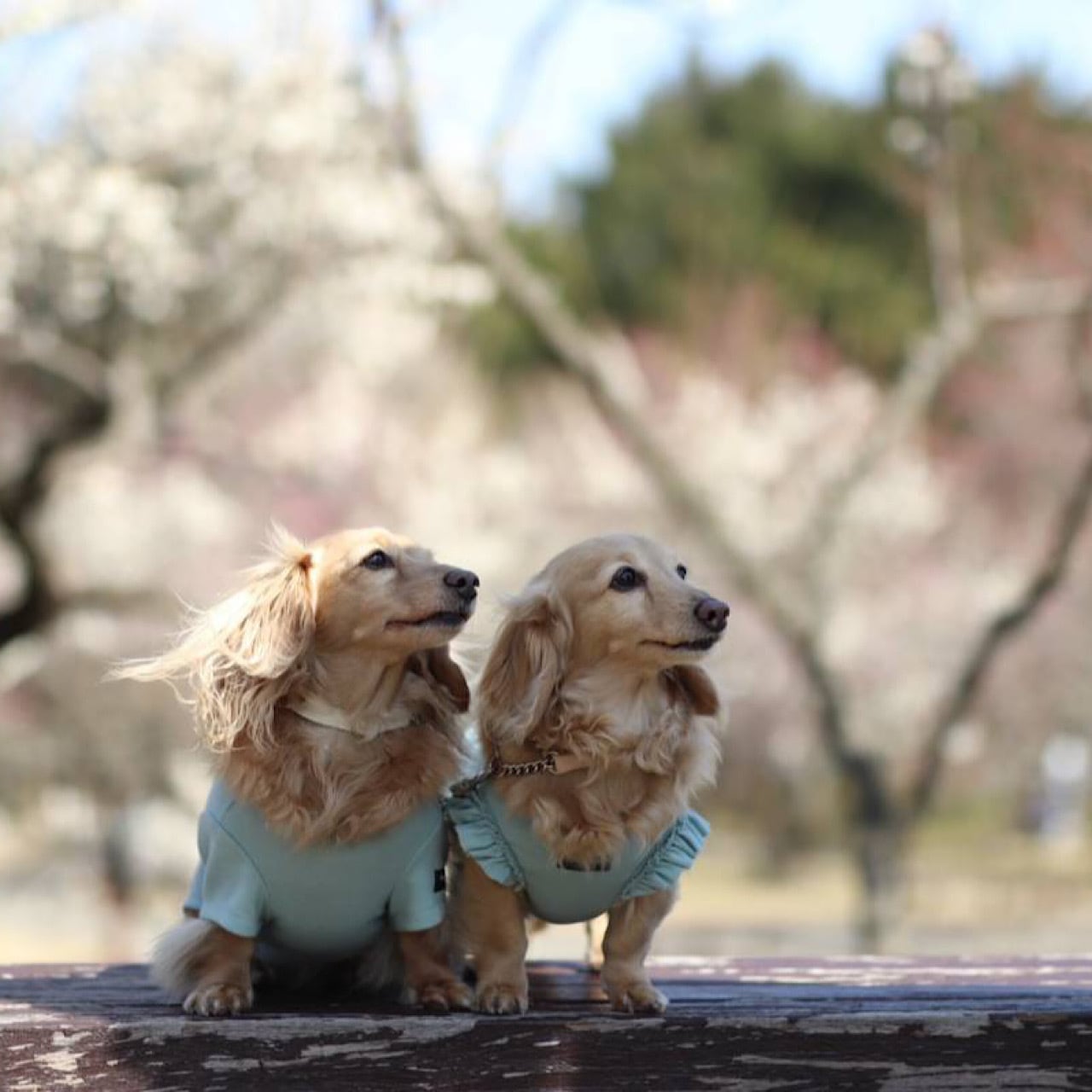 フリルカットソー | カニンヘンダックスとミニチュアダックス専門のお