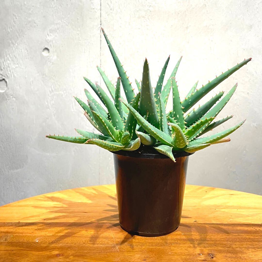 アロエ　観葉植物　在宅勤務の癒やしに アロエ 観葉植物 在宅勤務の癒やしに