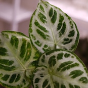 アンスリウム ドラヤキ × シルバーブラッシュ / Anthurium Dorayaki × Anthurium Silver brush⑱/ 観葉植物<育て方・花言葉>
