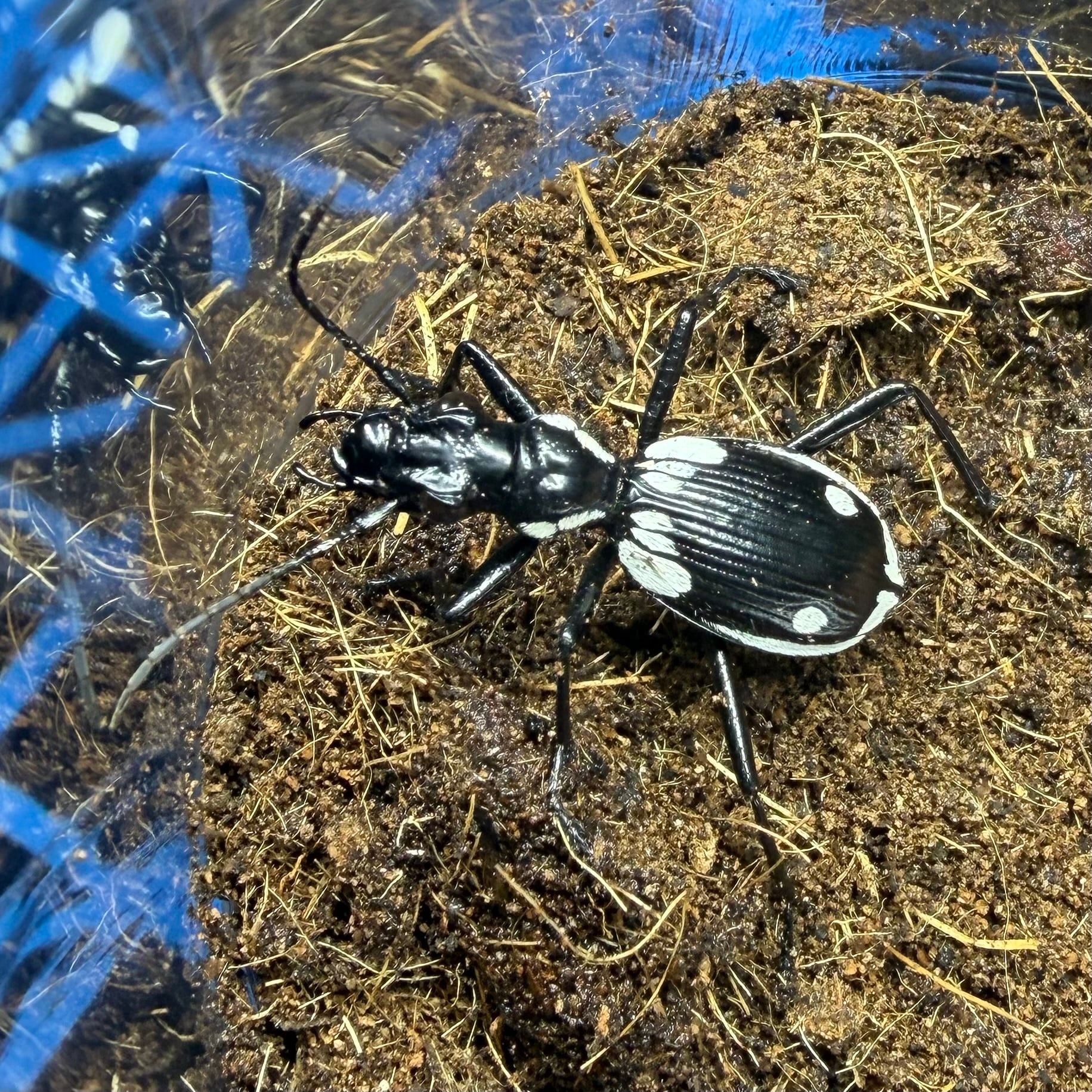 オオルリオサムシ ニセコ型 2♂1♀ 3匹 | 昆虫ショップ BUG FOREST
