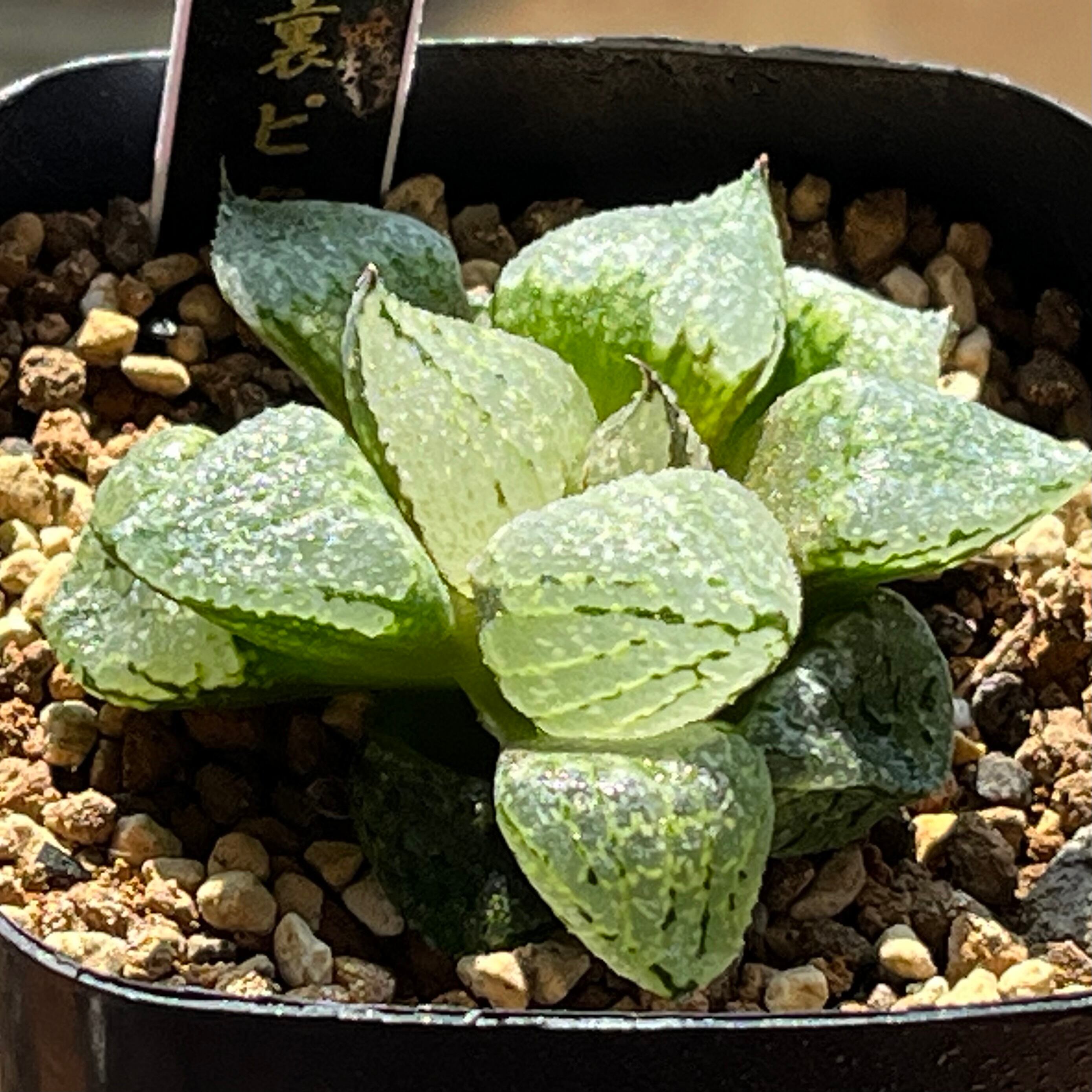 ハオルチア ピグマエアミュータント 特異株 | mocono_plants