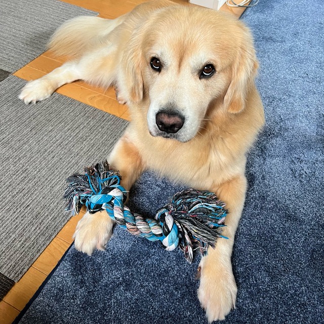 犬のおもちゃ　綱引きToy　かみかみおもちゃ　ロープオモチャ　歯磨き　大型犬　中型犬