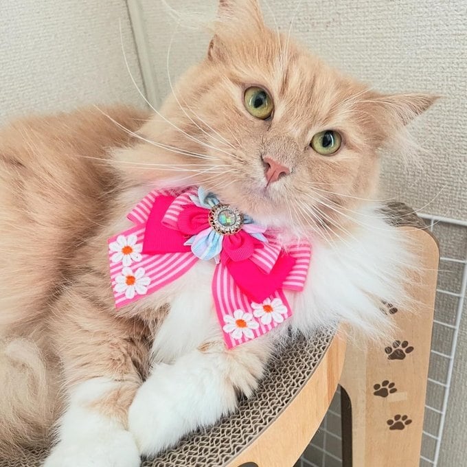 犬猫チョーカー 大サイズ しましま イエロー リボン 犬用 猫用