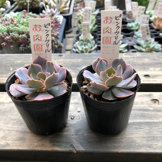ピンクフリル お肉園 エケベリア 多肉植物 Melty Works 多肉植物 と Dulton プランター のお店