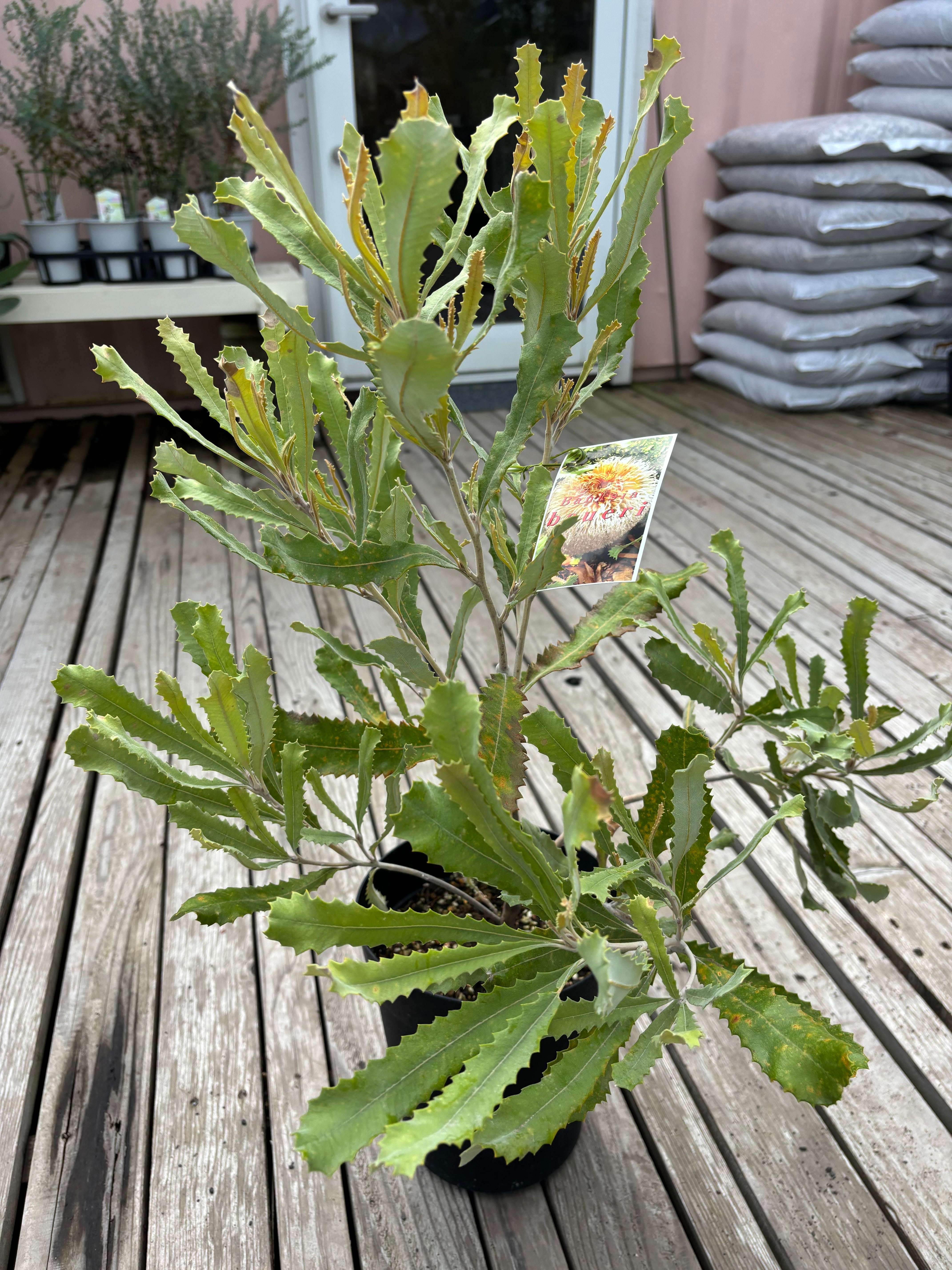 バーゼリア　グリーニッシュ　2 大株 バーゼリア グリーニッシュ② | MELLOW Plants & Coffee