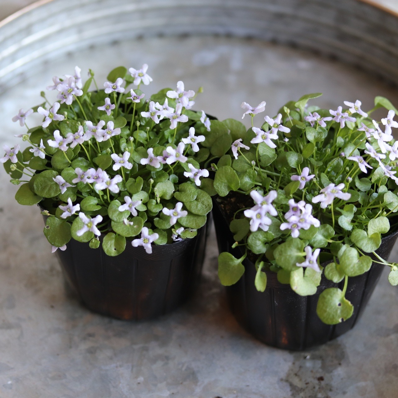 イオノプシジューム　バイオレットクレス　小さなお花　横にひろがる　寄せ植えにオススメ