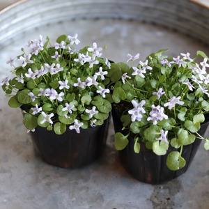 イオノプシジューム　バイオレットクレス　小さなお花　横にひろがる　寄せ植えにオススメ