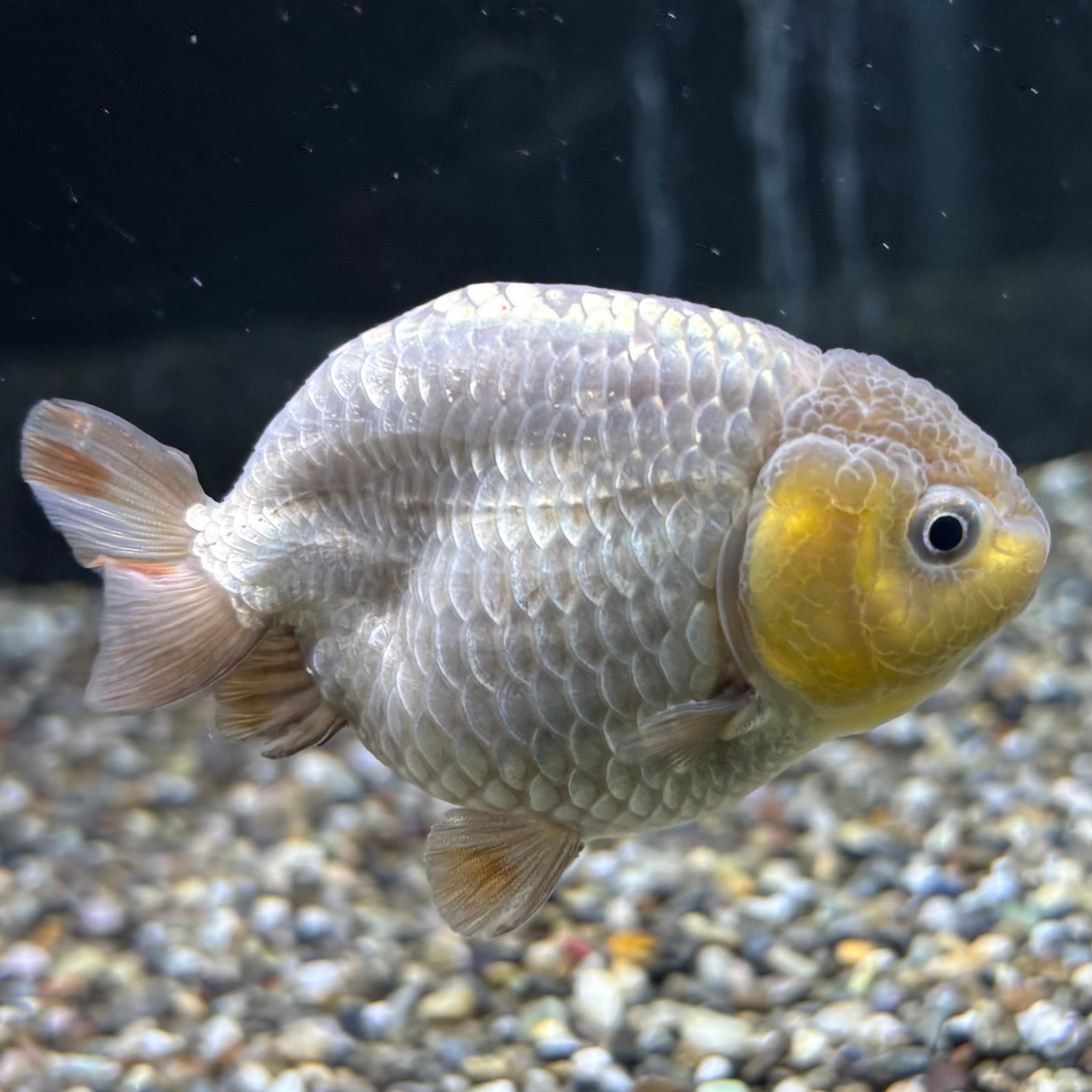 らんちゅう | 金魚・熱帯魚専門店 AquaPro.H