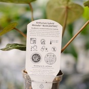 【希少】Anthurium 'Michelle' by DOC BLOCK⑦ / アンスリウム・ミシェル│観葉植物