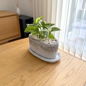 ポトス・エンジョイ