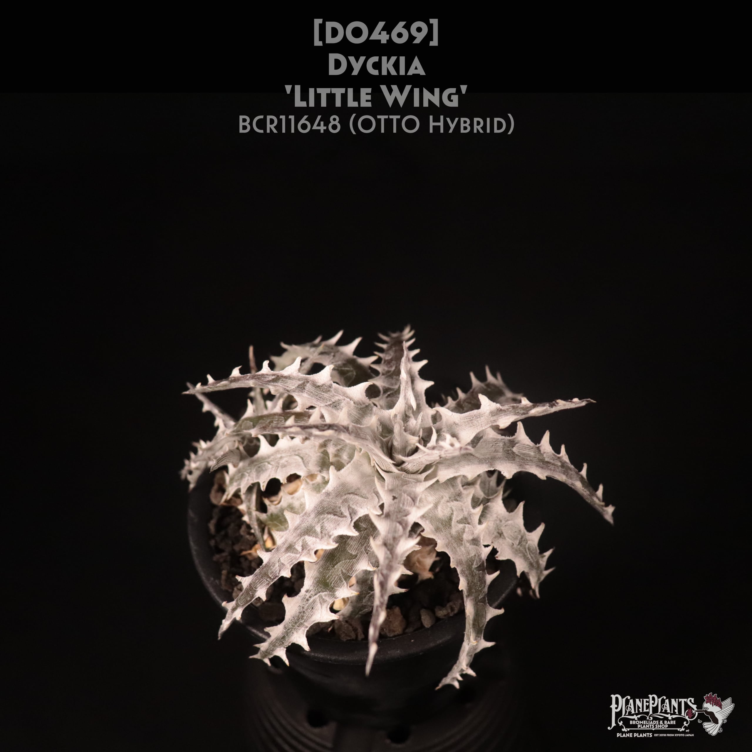 【送料無料】Dyckia 'Little Wing'〔ディッキア〕現品発送D0469