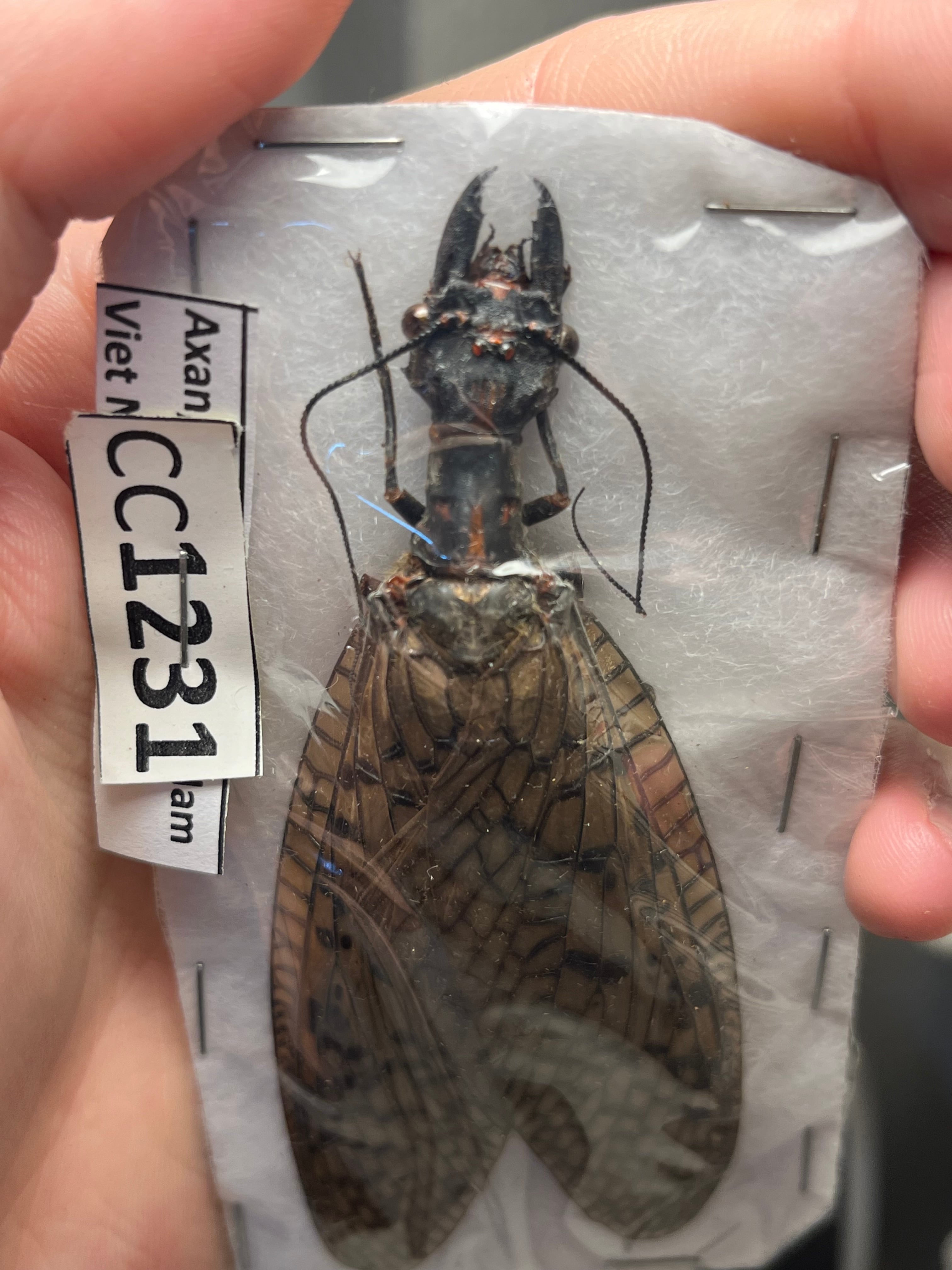 種小名付】Acanthacorydalis fruhstorferiオオキバヘビトンボオオアゴ