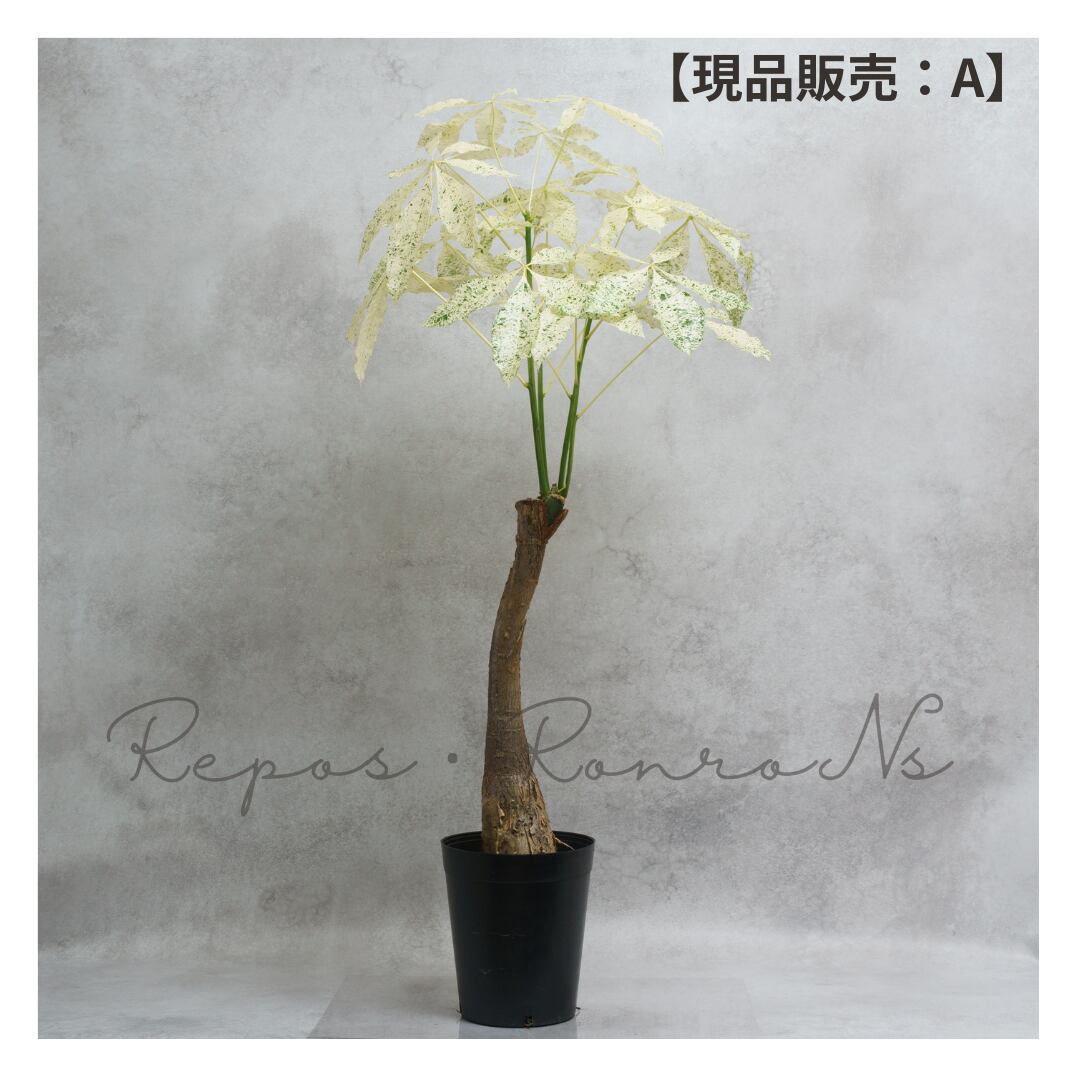 パキラ:ミルキーウェイ【現品販売:A】(6号)希少 珍しい 斑入り パキラ 観葉植物 ギフト 贈り物 お祝い