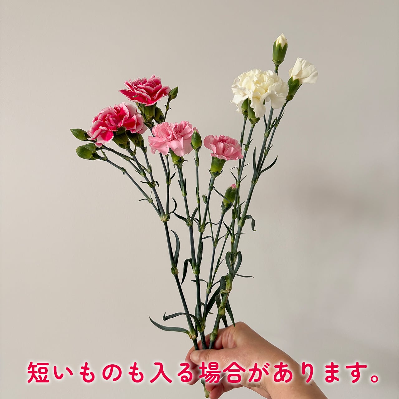 規格外品☆救済企画〉淡路島産・スプレーカーネーション 50本 mix