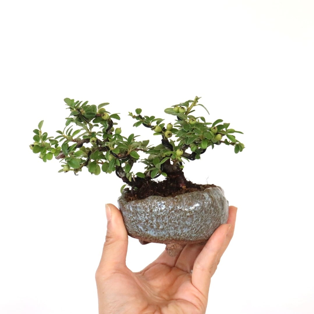 キンズ盆栽 | 盆栽工房WABI