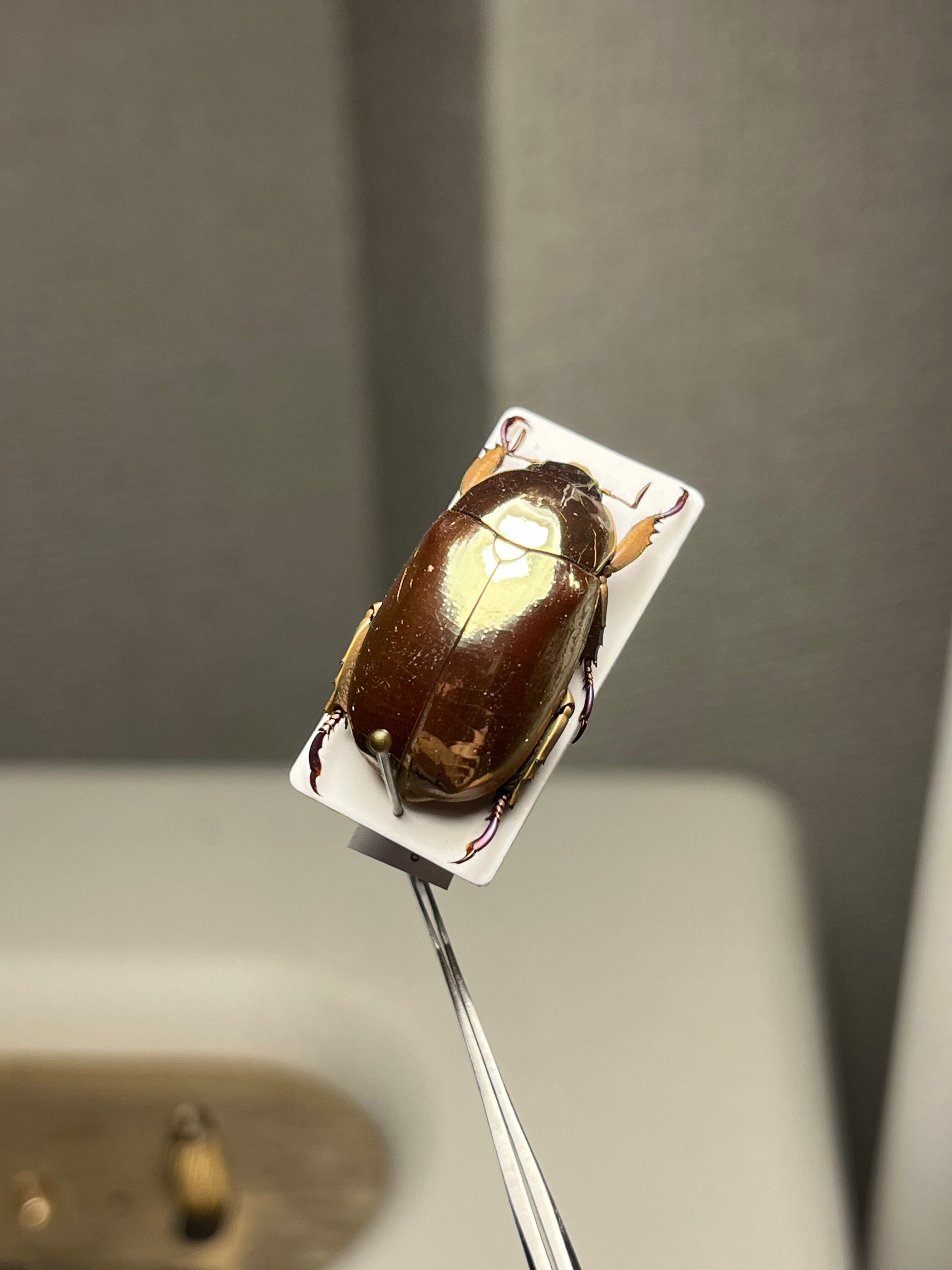 22mm】リンバータプラチナコガネ ウグイスコガネ ハムシ タマムシ