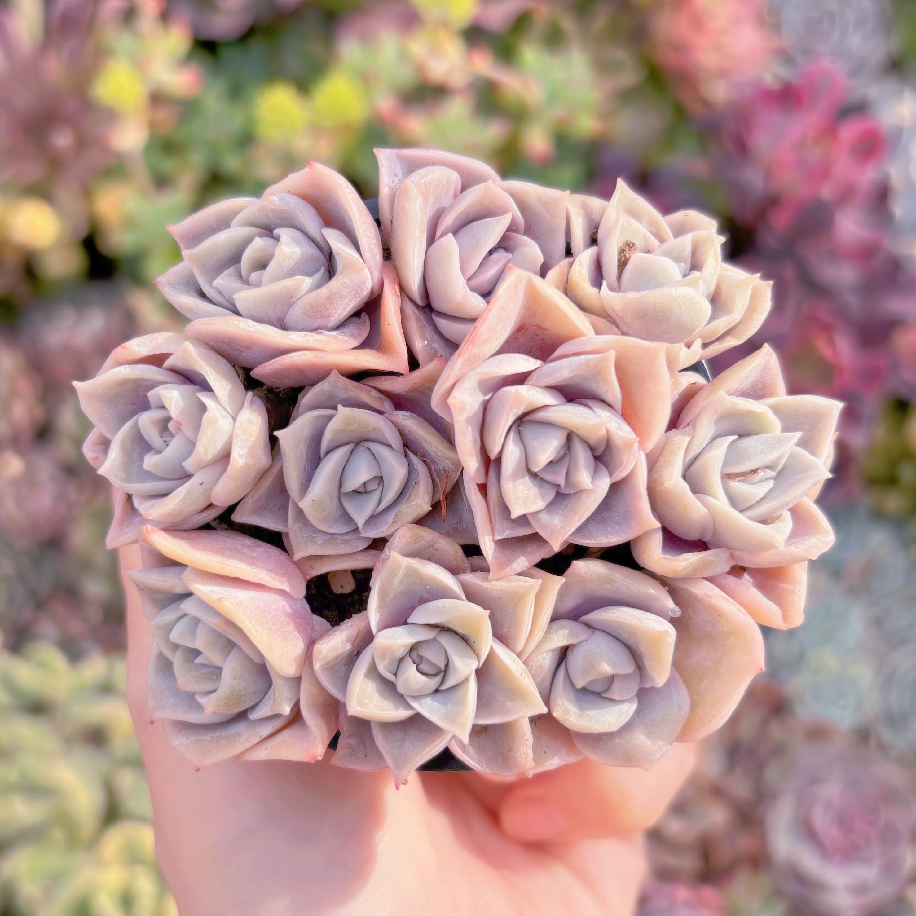 現品　ラブリーローズ#M008　るる農園